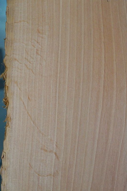 Aufleimer Erle 150921-1