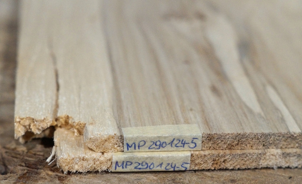 Aufleimer Maserpappel 290124-5