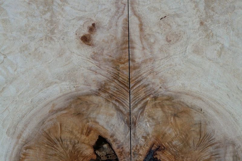 Aufleimer Spalted Maple 290822-6