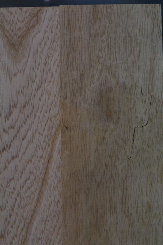 Bodyrohling Sumpfesche 101123-8