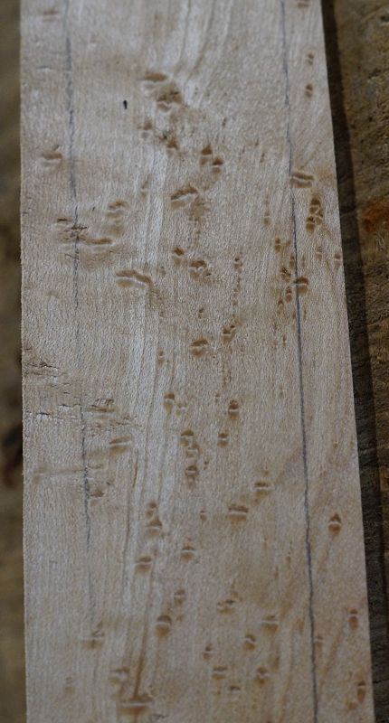 Griffbrett Birds Eye Maple Bass 2