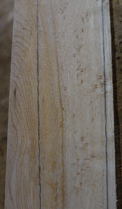 Griffbrett Birds Eye Maple Bass 2