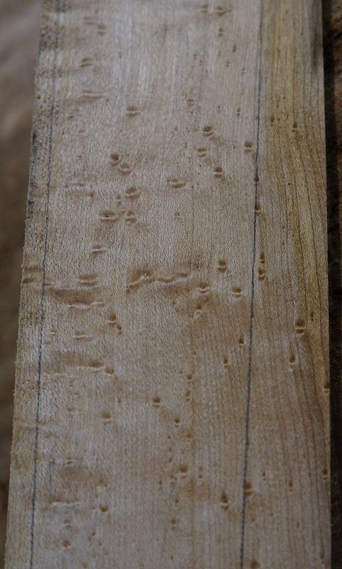 Griffbrett Birds Eye Maple Bass 2
