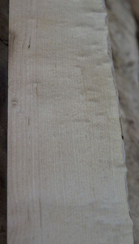 Halsrohling Blistermaple Hrdmaple