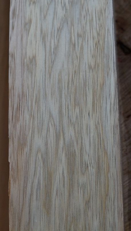 Halsrohling Korina 080523
