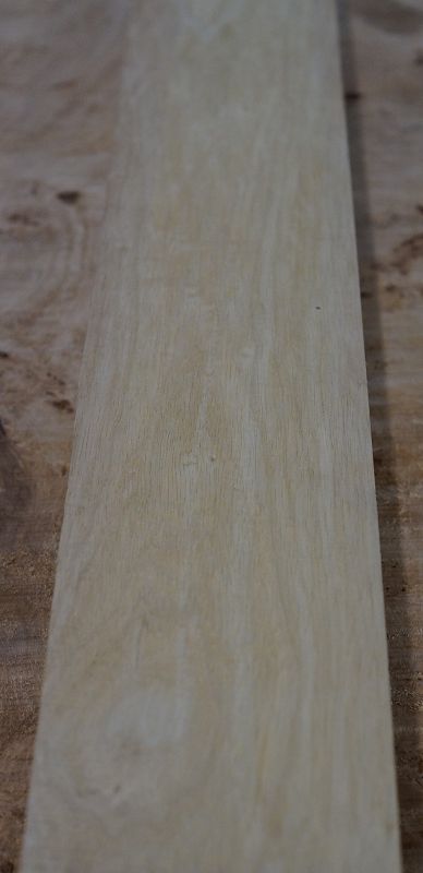 Halsrohling Korina 270422-10
