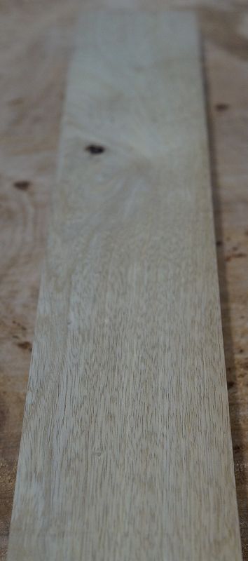 Halsrohling Korina 270422-8