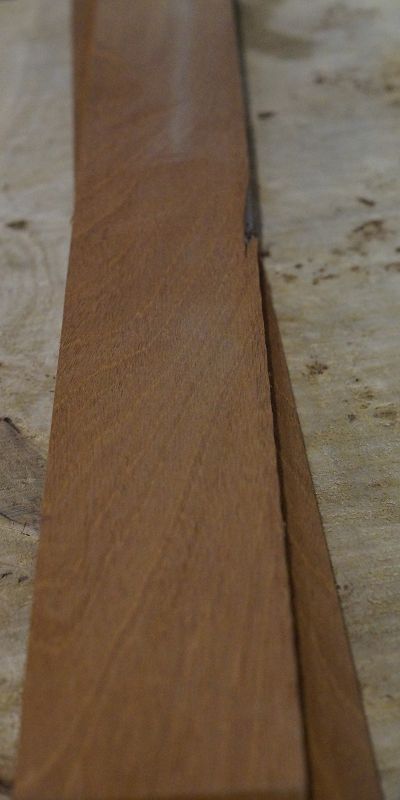 Halsrohling Swietenia 080523