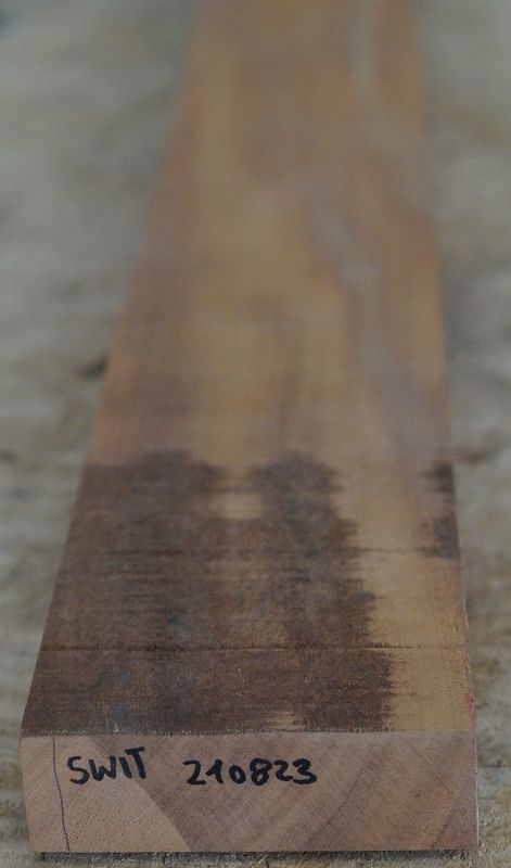Halsrohling Swietenia 210823