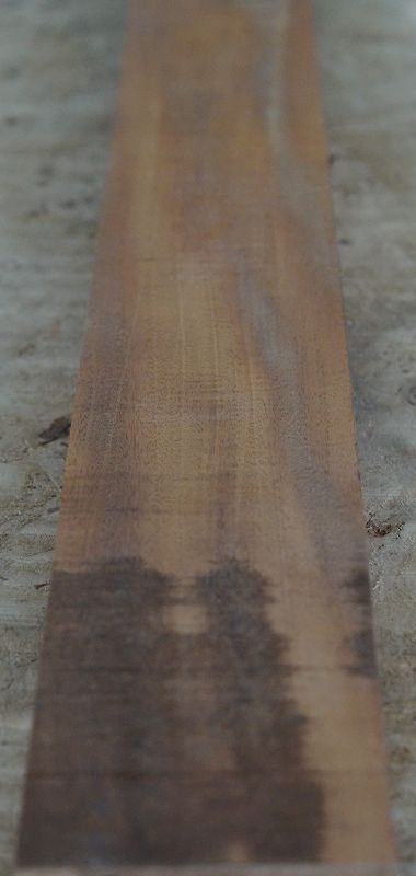 Halsrohling Swietenia 210823