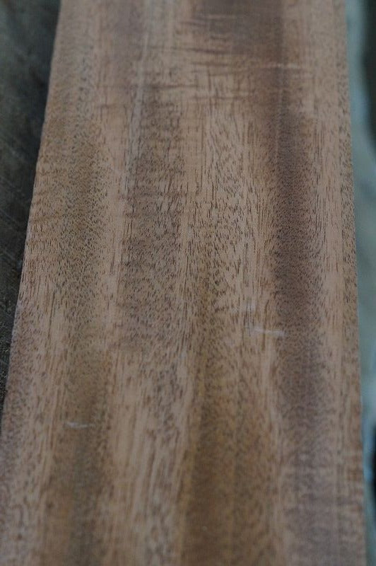 Halsrohling Swietenia 210823