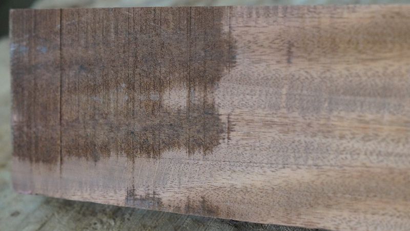 Halsrohling Swietenia 210823