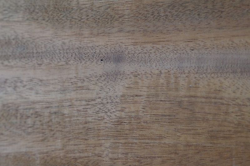 Halsrohling Swietenia 210823