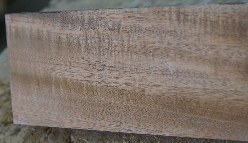 Halsrohling Swietenia 210823