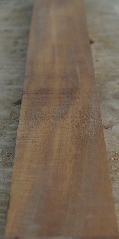 Halsrohling Swietenia 210823