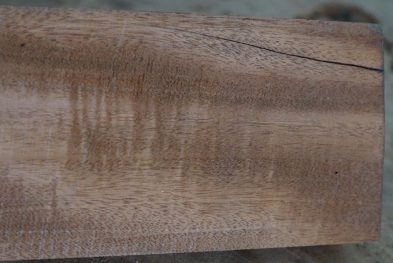 Halsrohling Swietenia 210823