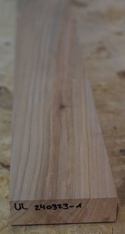 Halsrohling Ulme 240323-1