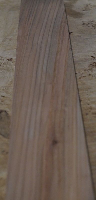 Halsrohling Ulme 240323-1