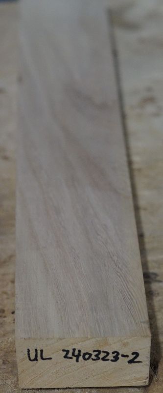 Halsrohling Ulme 240323-2