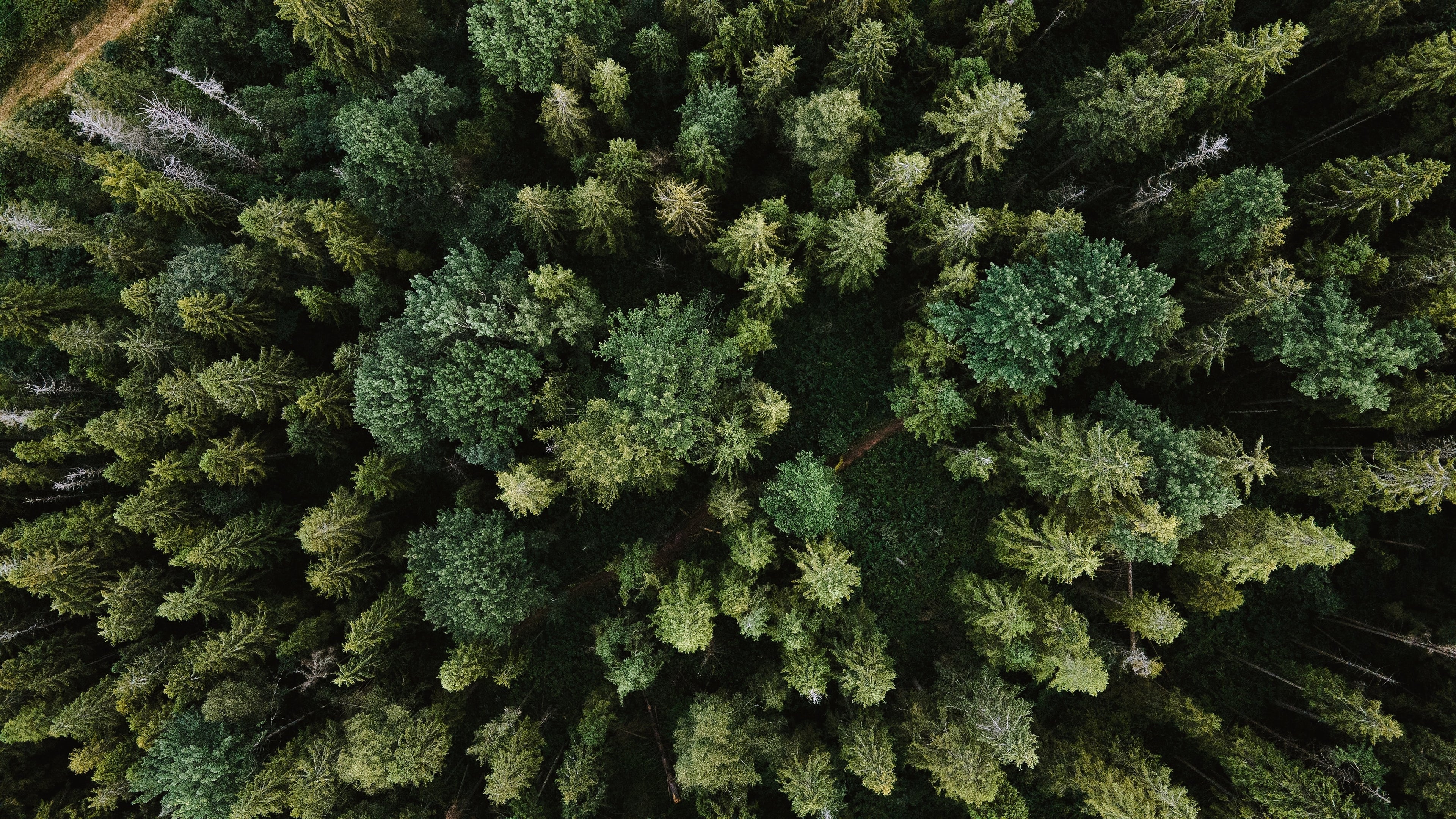 Nebelheim Tonholz Wald alte Fichten