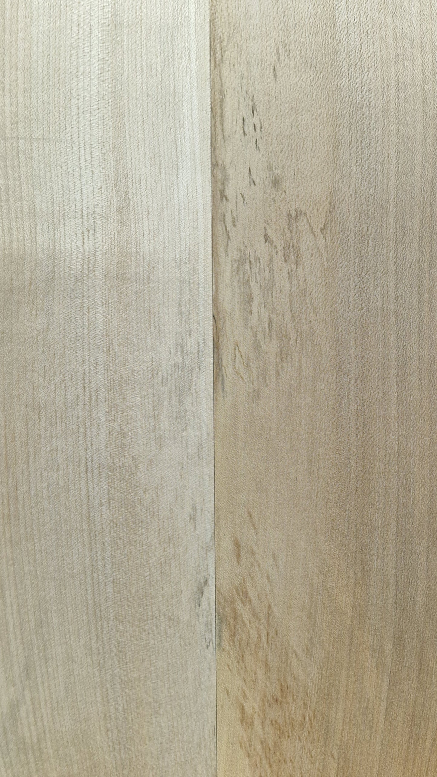 Aufleimer Ahorn 160326-2