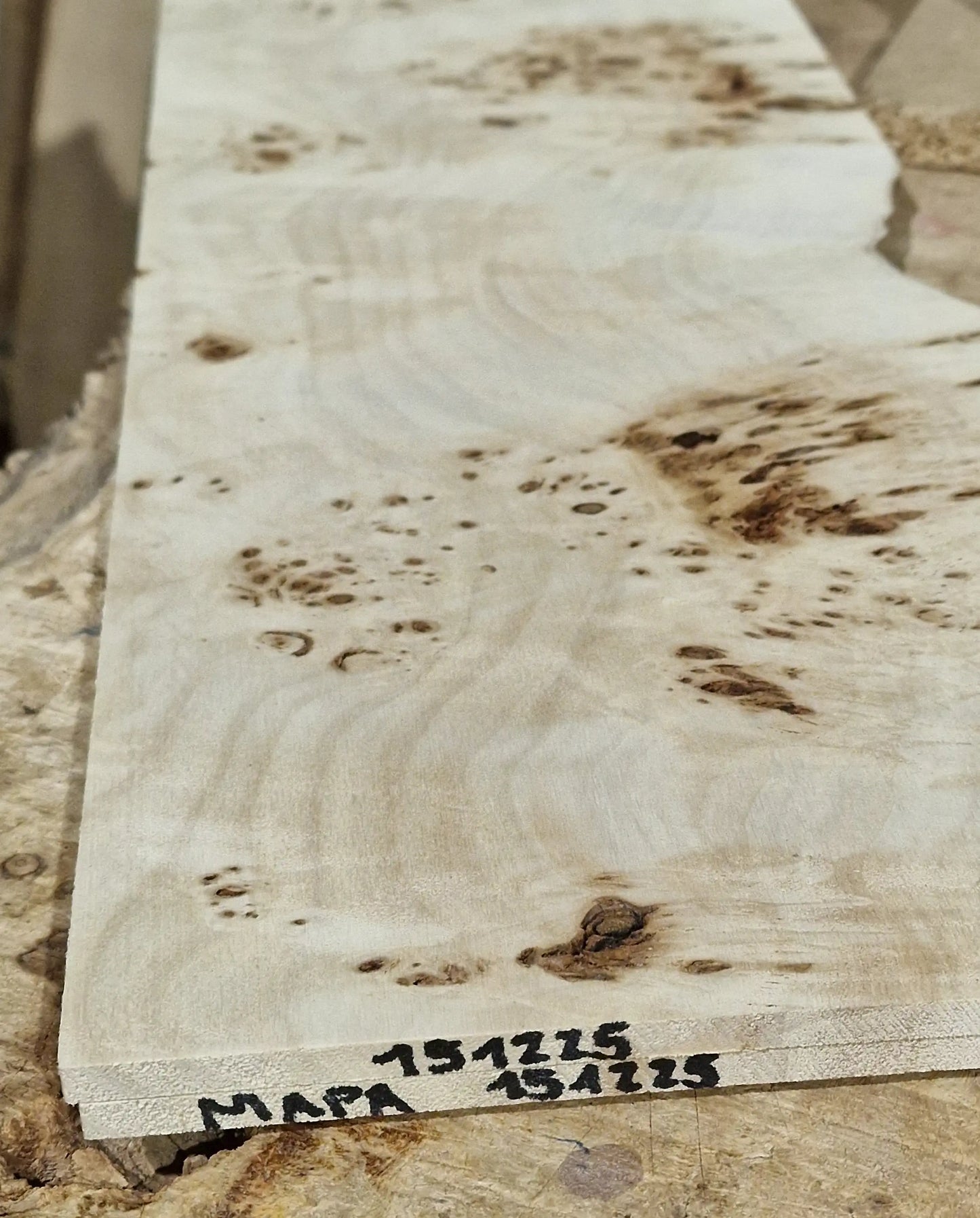 Aufleimer Maserpappel 151225