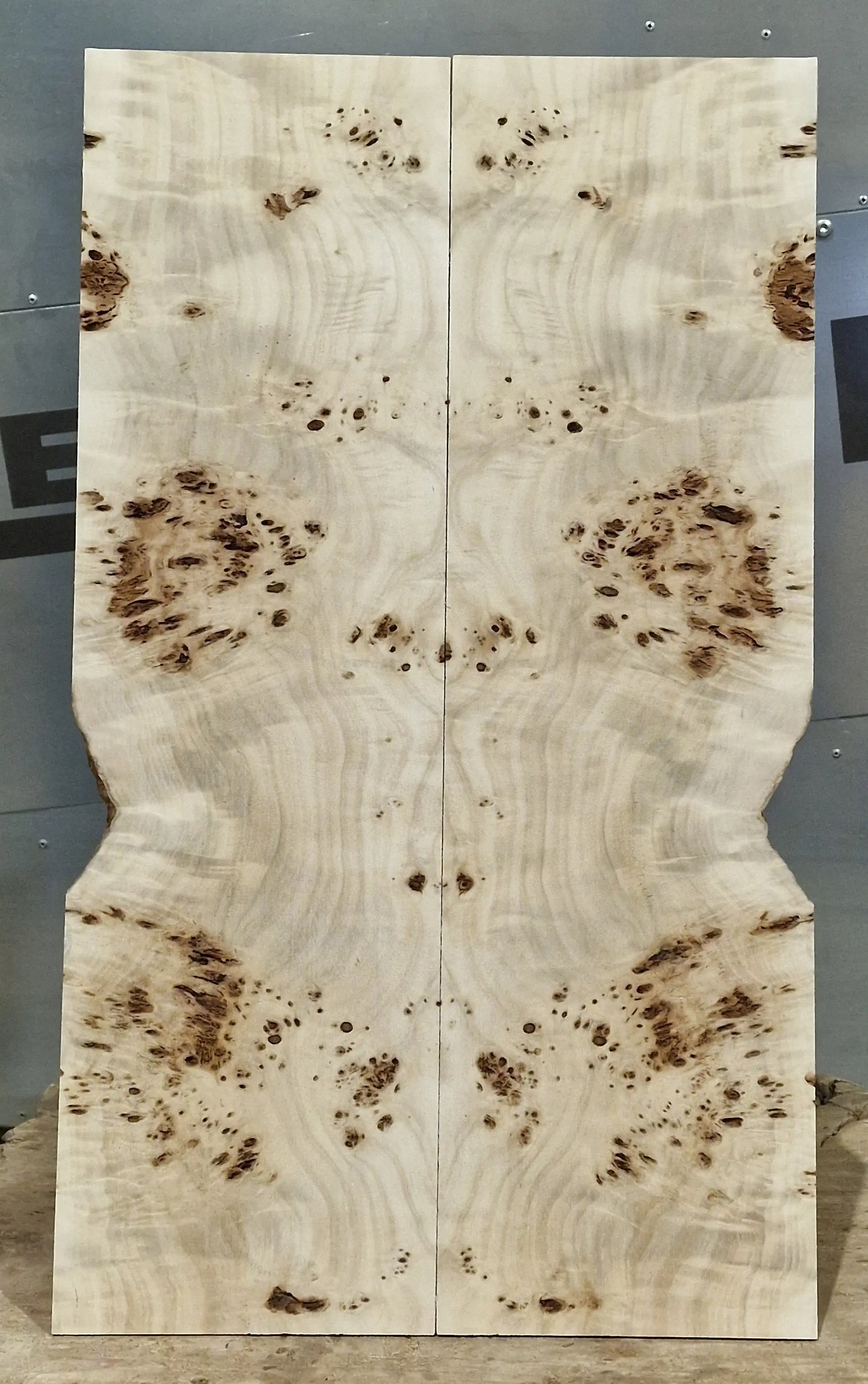 Aufleimer Maserpappel 151225