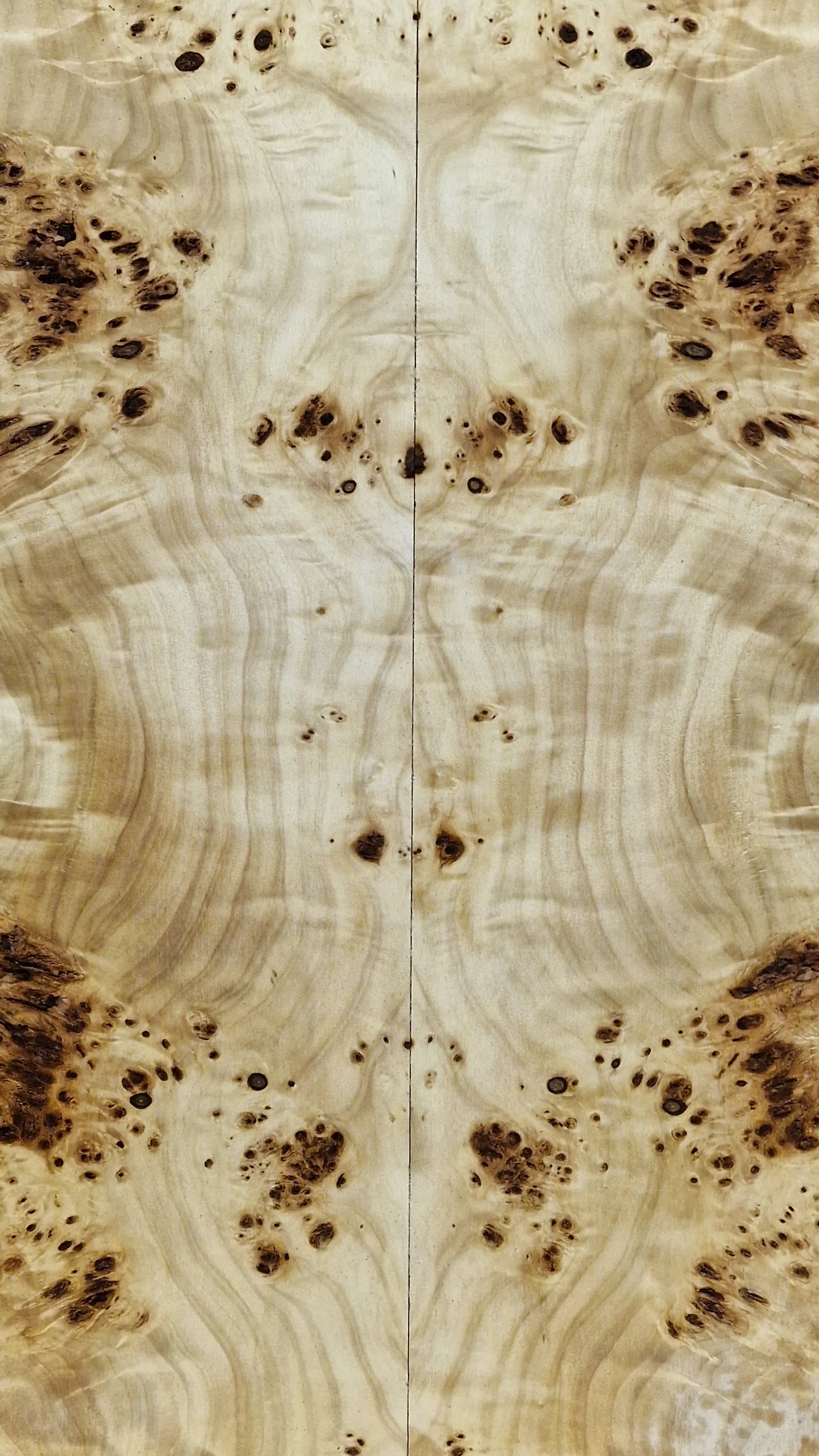 Aufleimer Maserpappel 151225