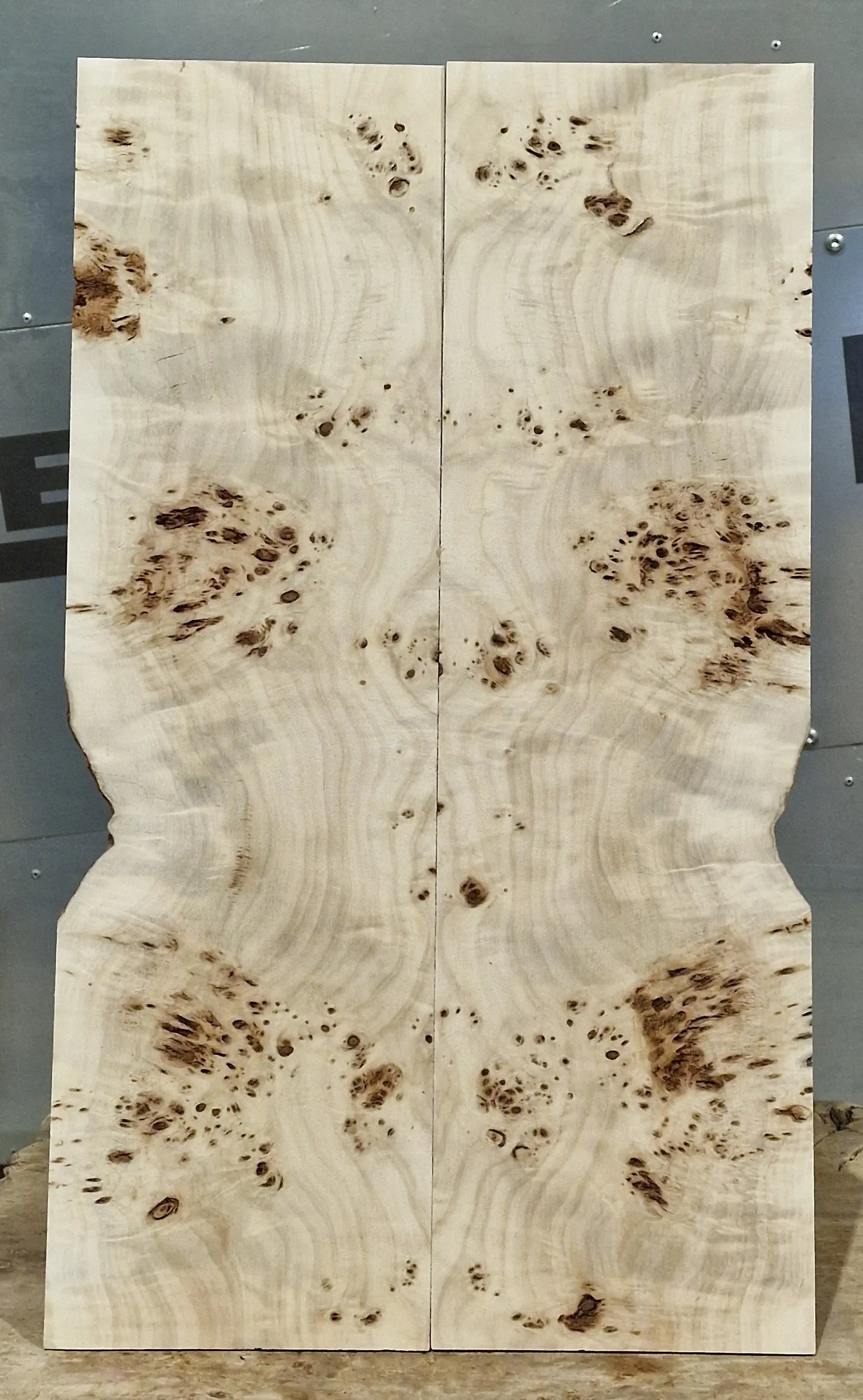 Aufleimer Maserpappel 151225