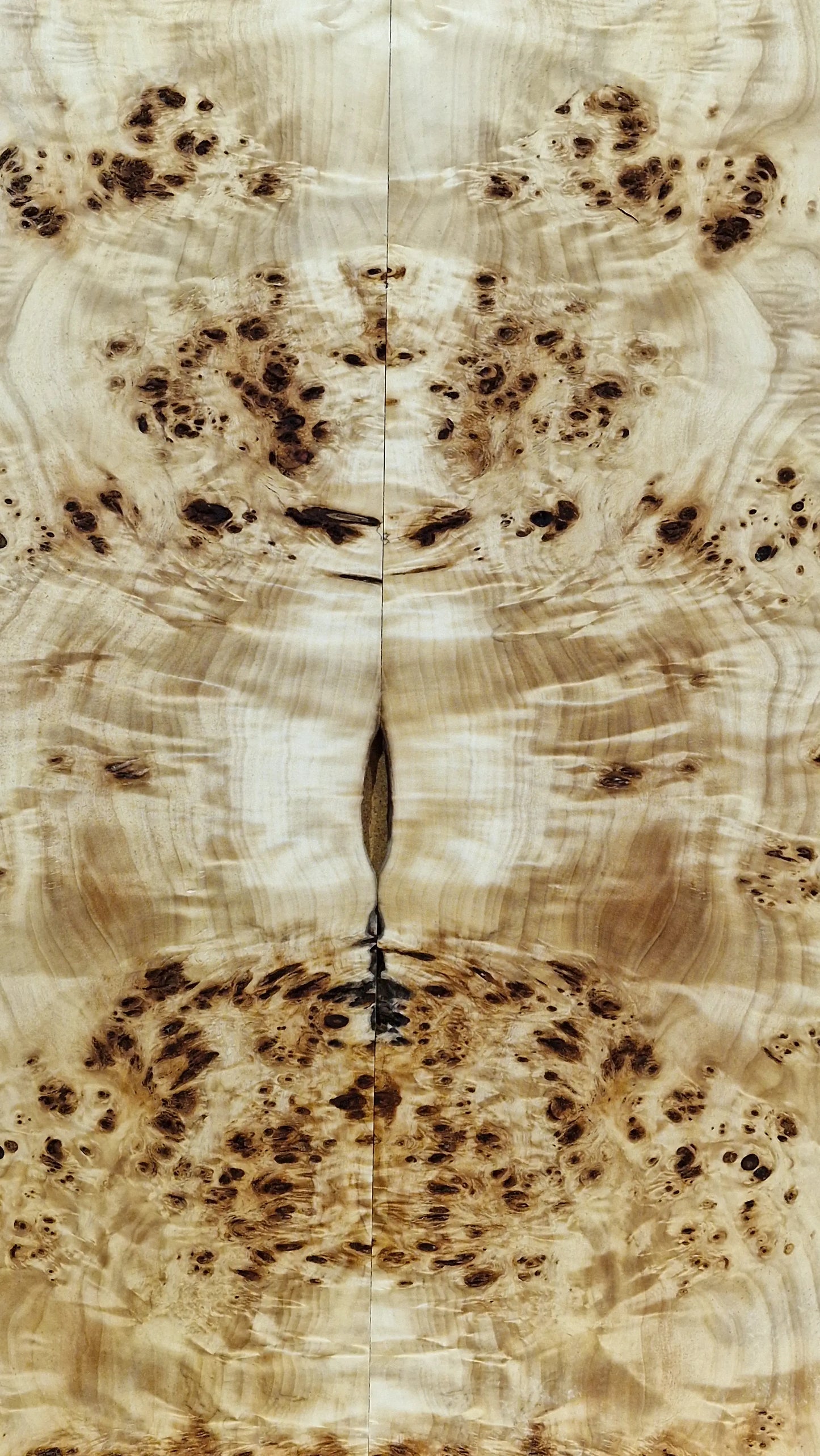 Aufleimer Maserpappel 171125