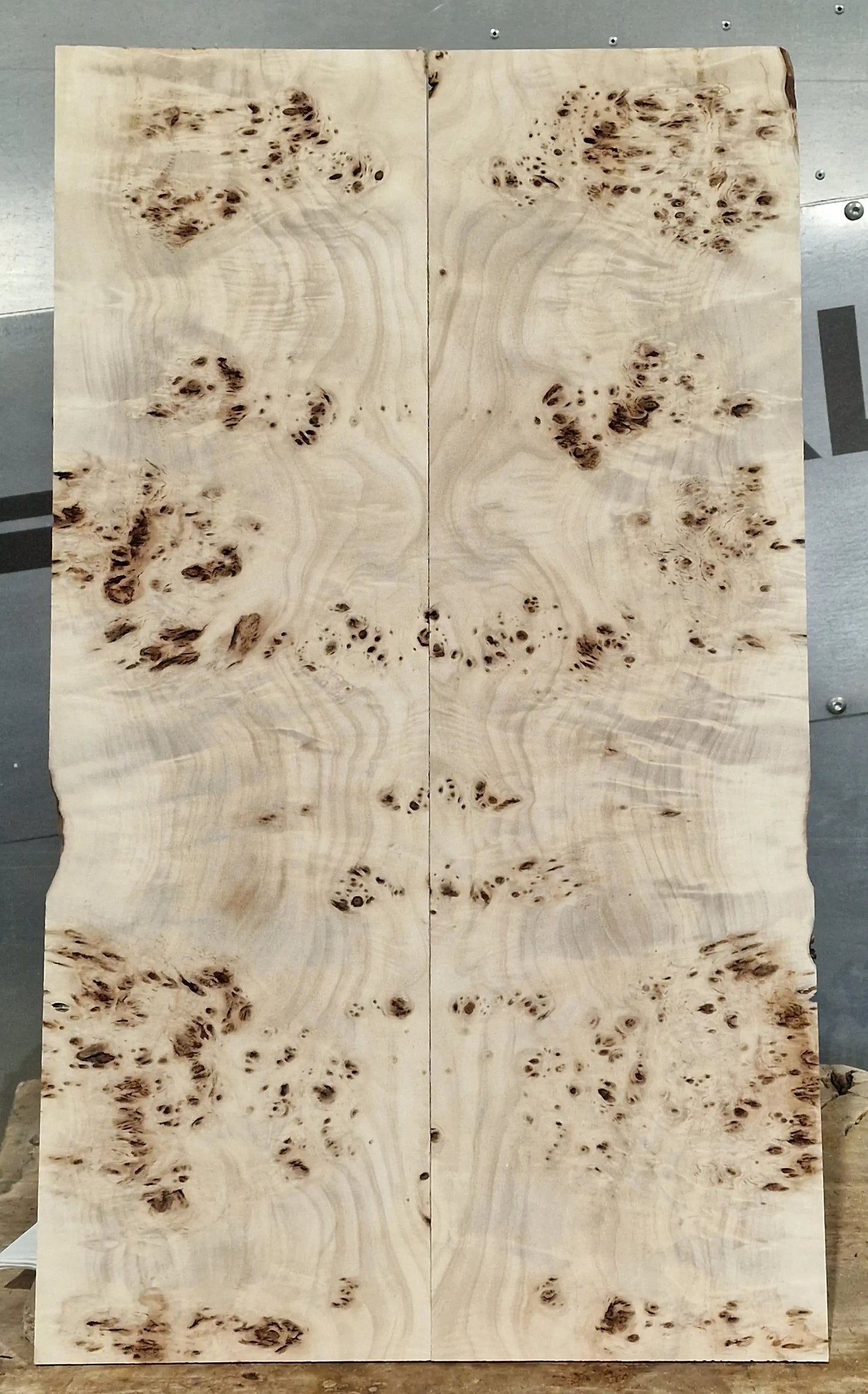 Aufleimer Maserpappel 171125