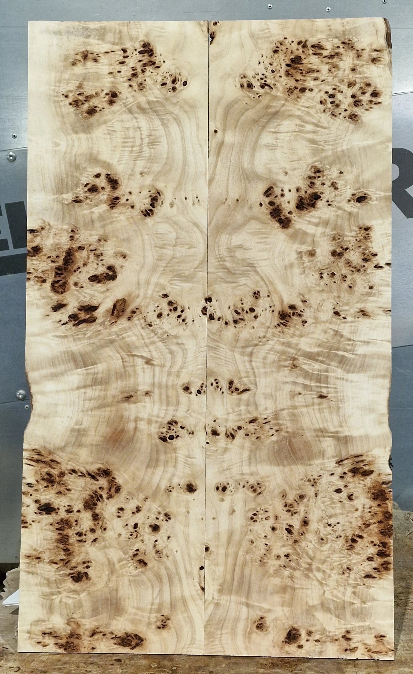 Aufleimer Maserpappel 171125