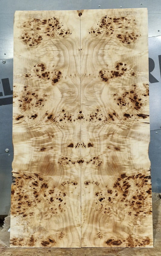 Aufleimer Maserpappel 171125