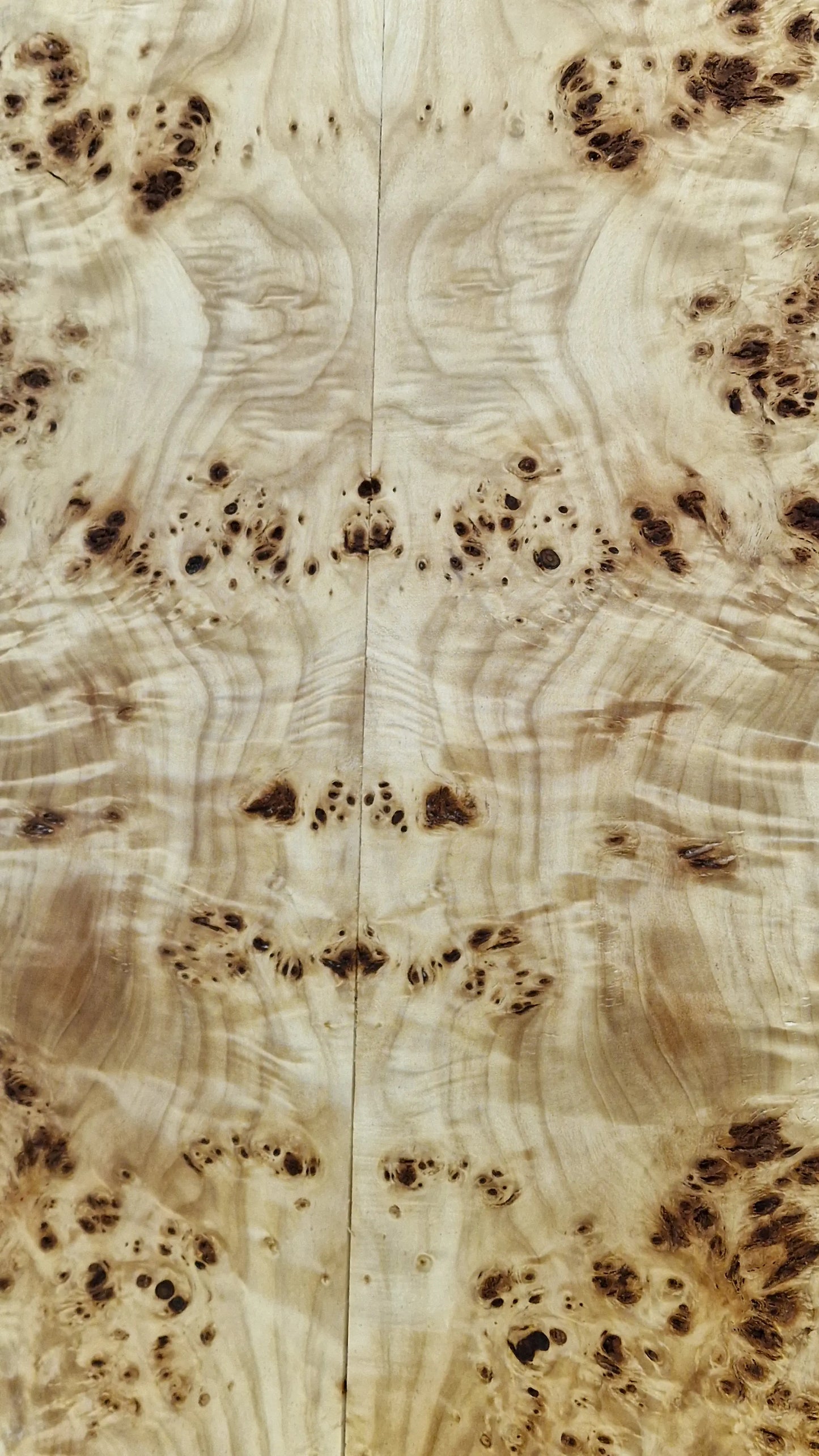 Aufleimer Maserpappel 171125