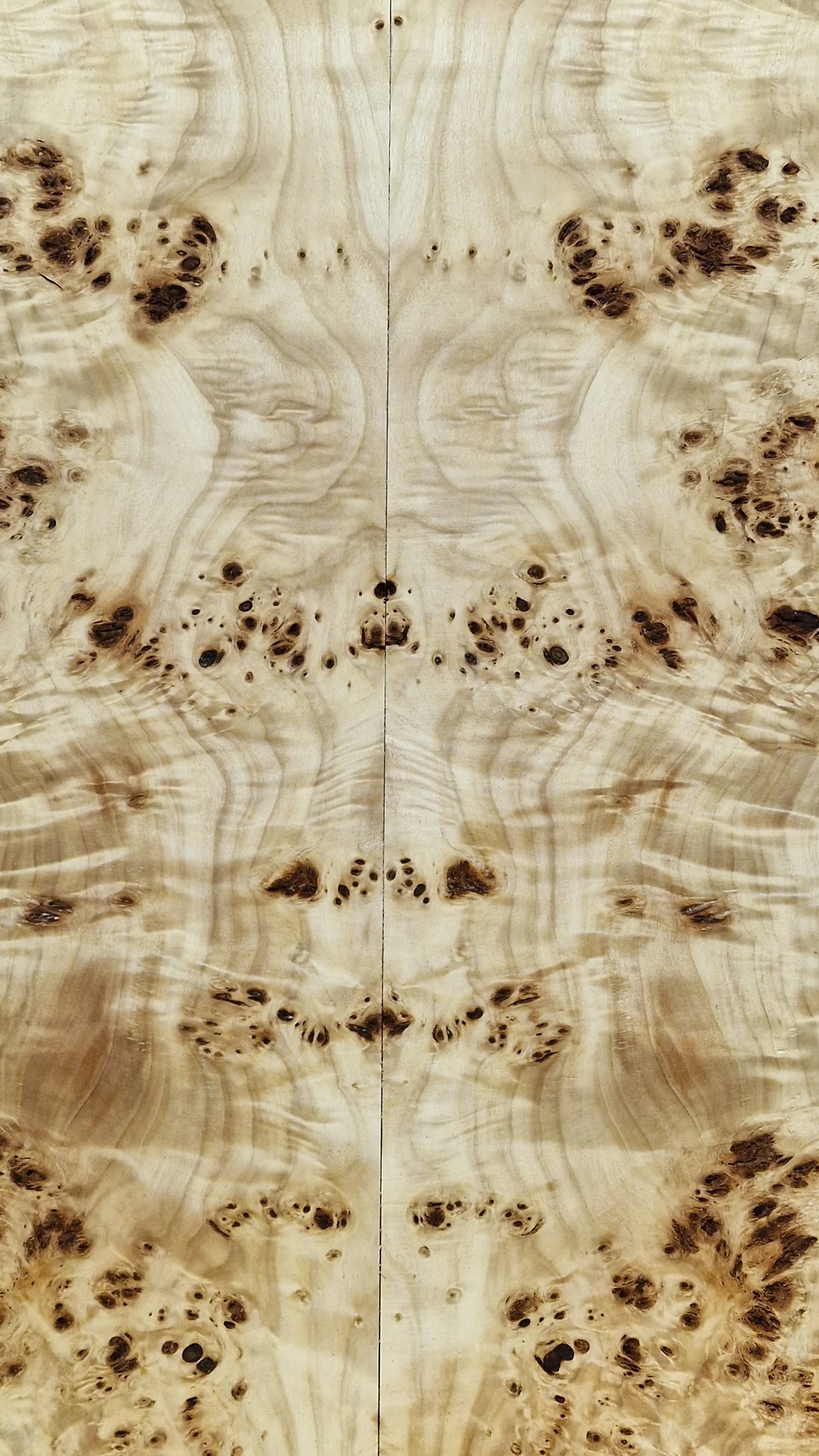 Aufleimer Maserpappel 171125