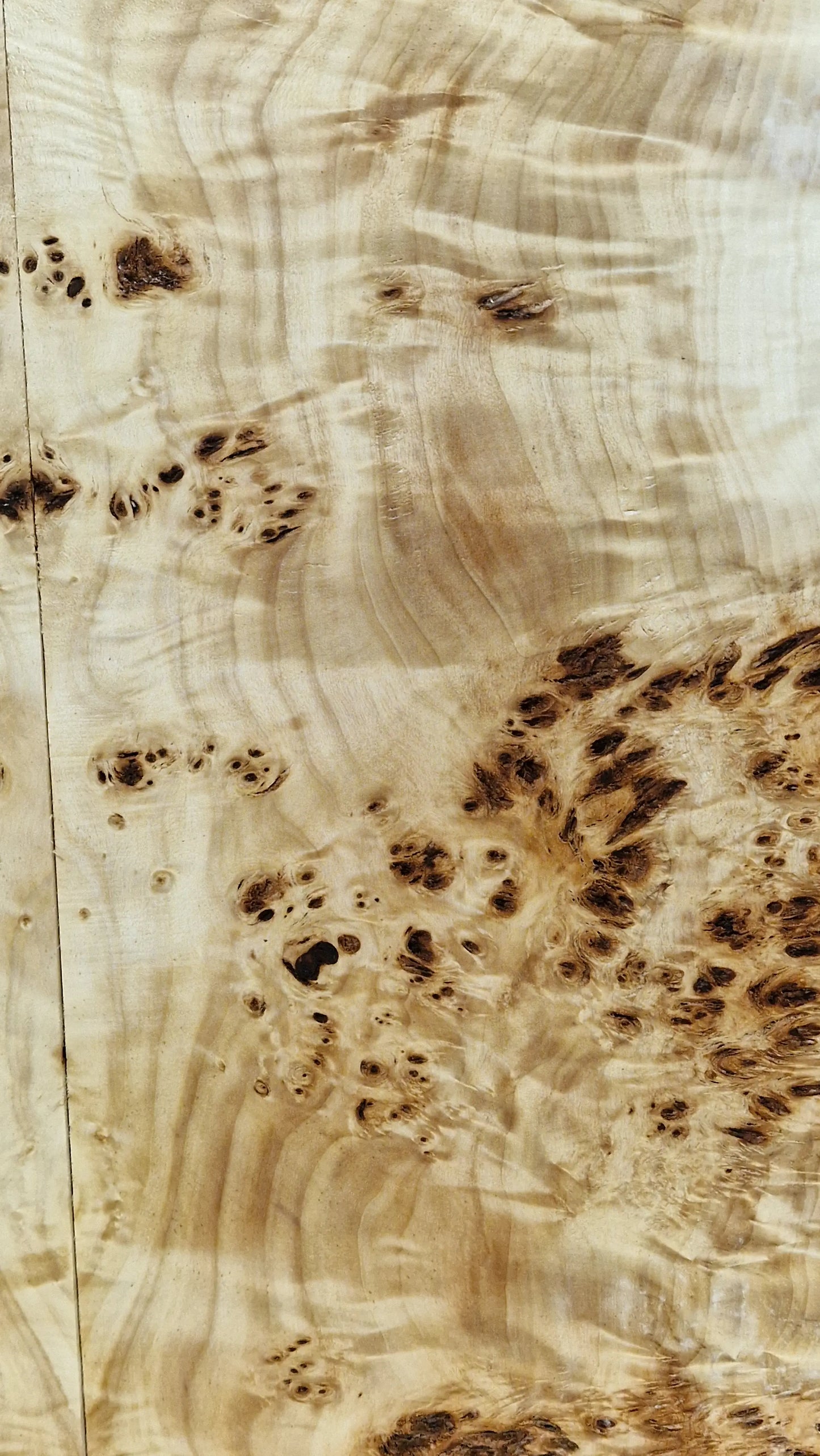 Aufleimer Maserpappel 171125