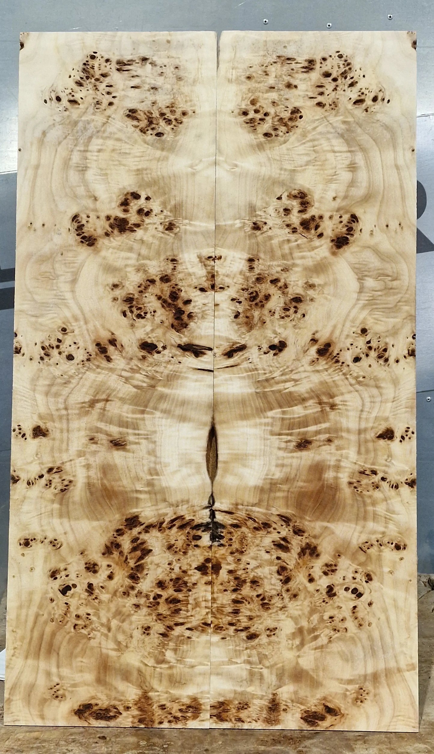 Aufleimer Maserpappel 171125