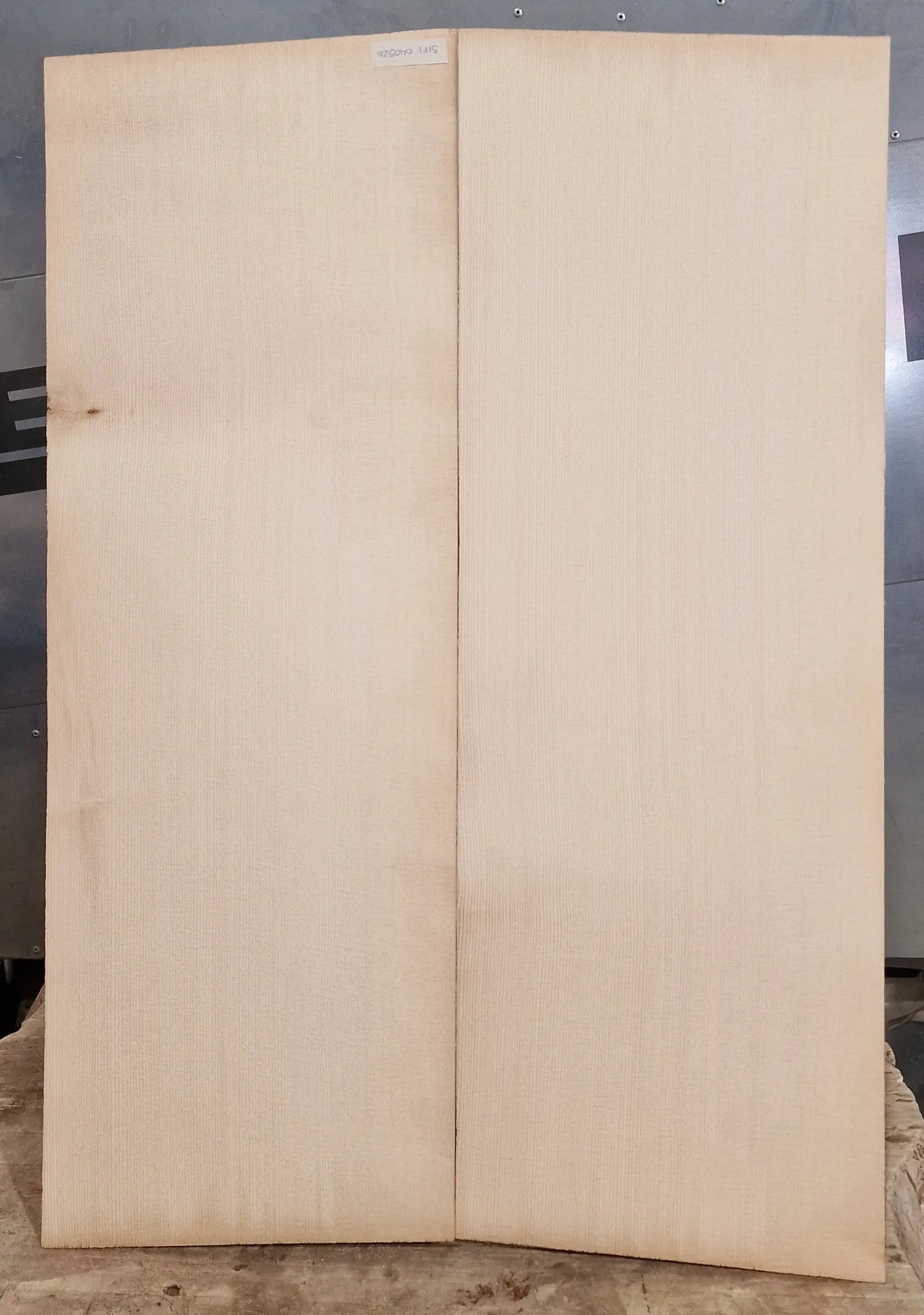 Aufleimer Sitka Fichte 040526