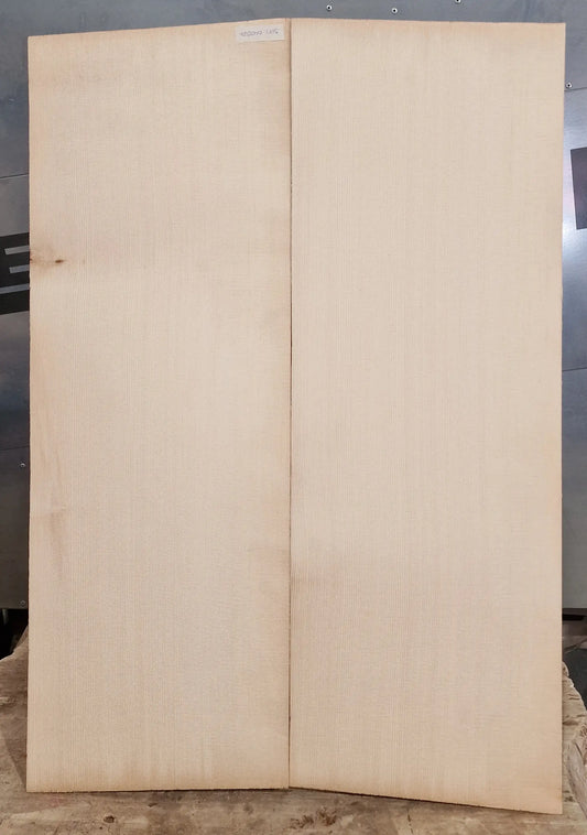 Aufleimer Sitka Fichte 040526