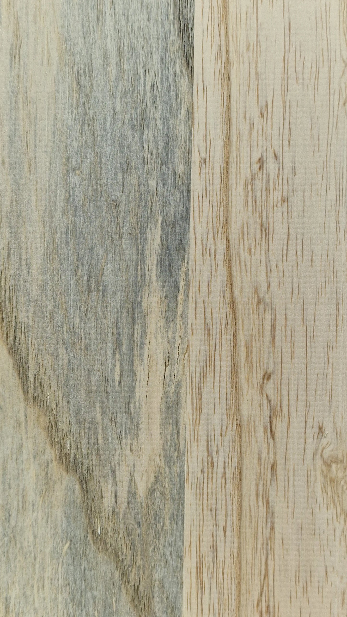 Bodyrohling Sumpfesche 101225-1