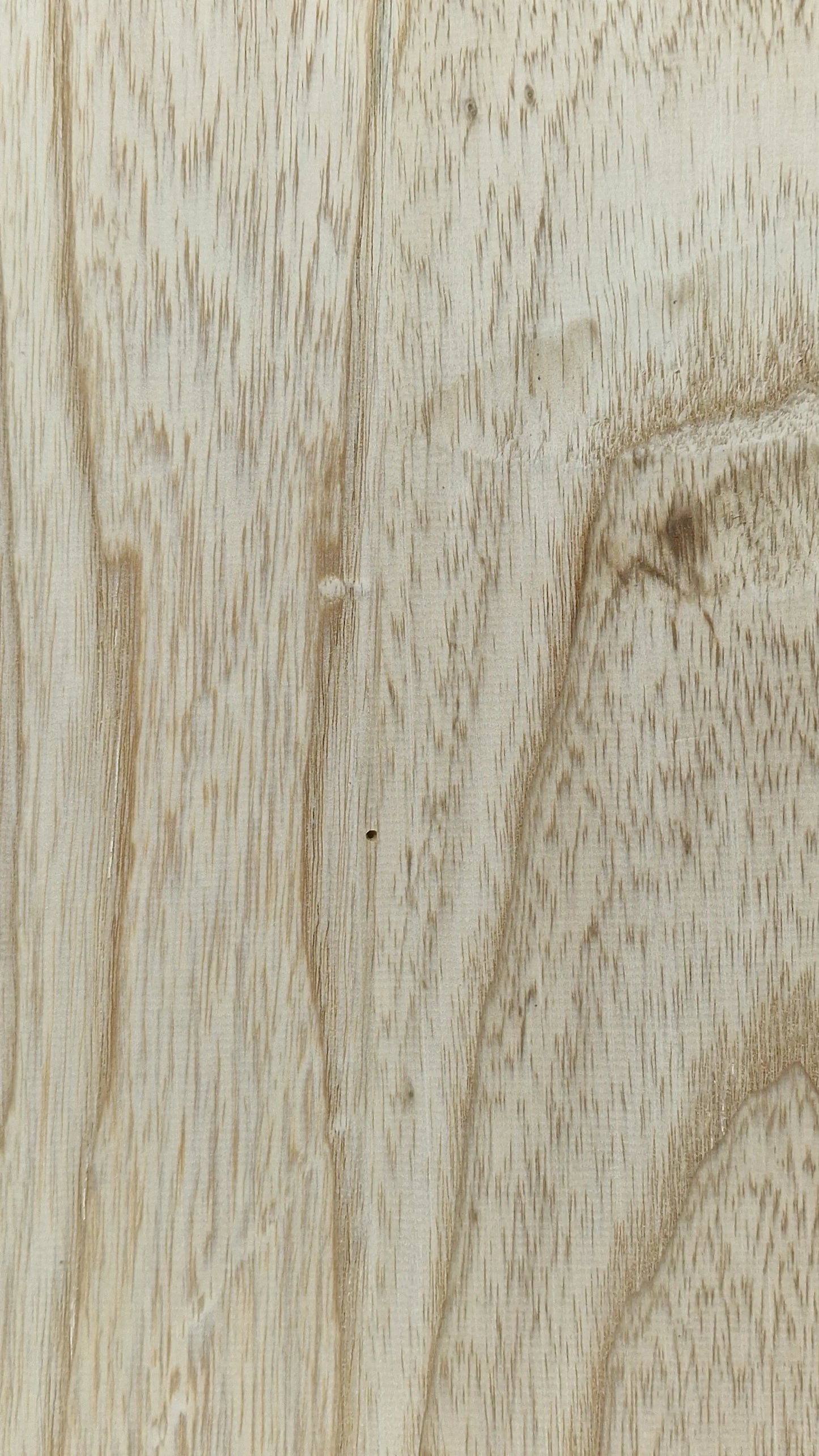 Bodyrohling Sumpfesche 101225-2