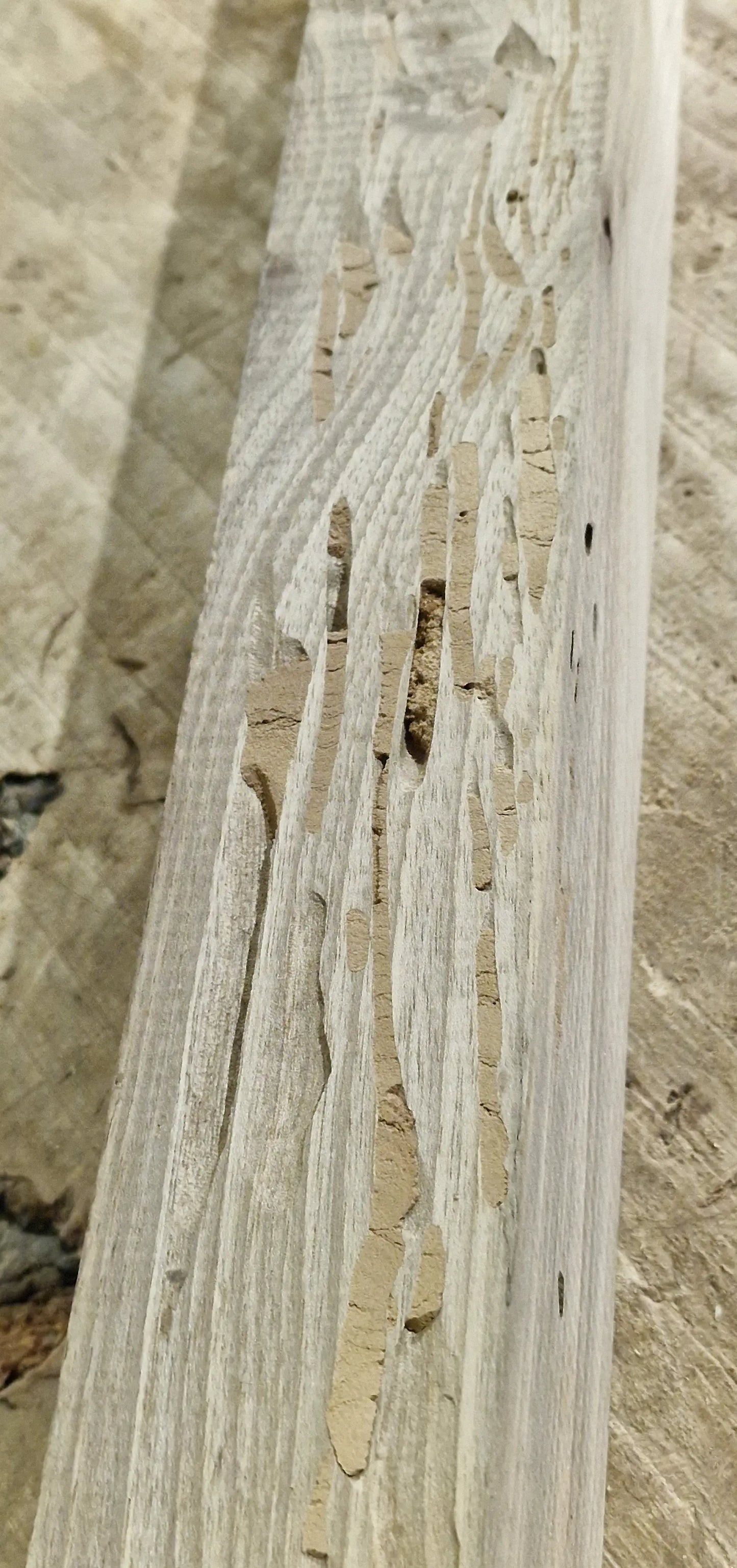 Drechselholz Nussbaum 171125