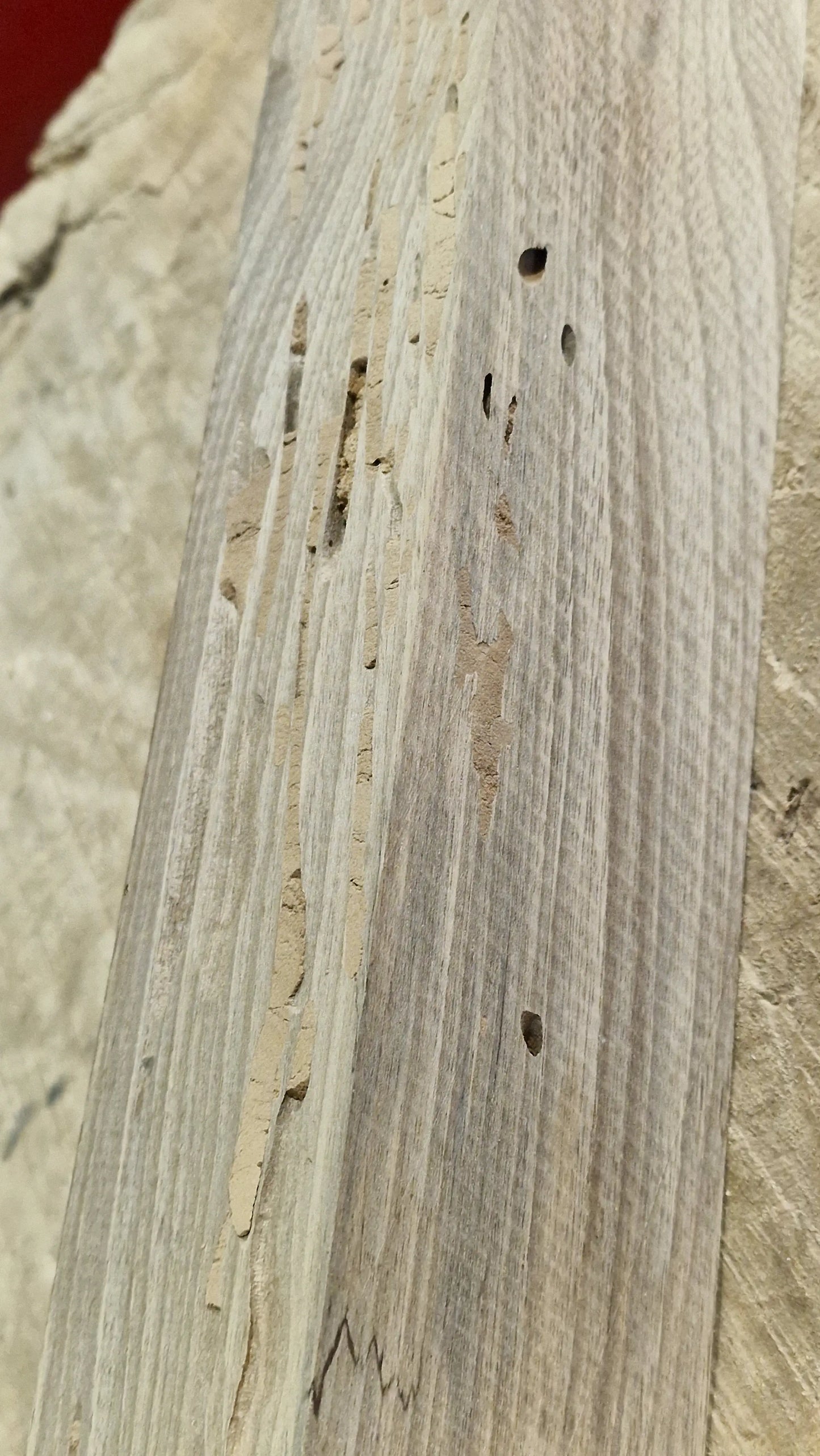 Drechselholz Nussbaum 171125