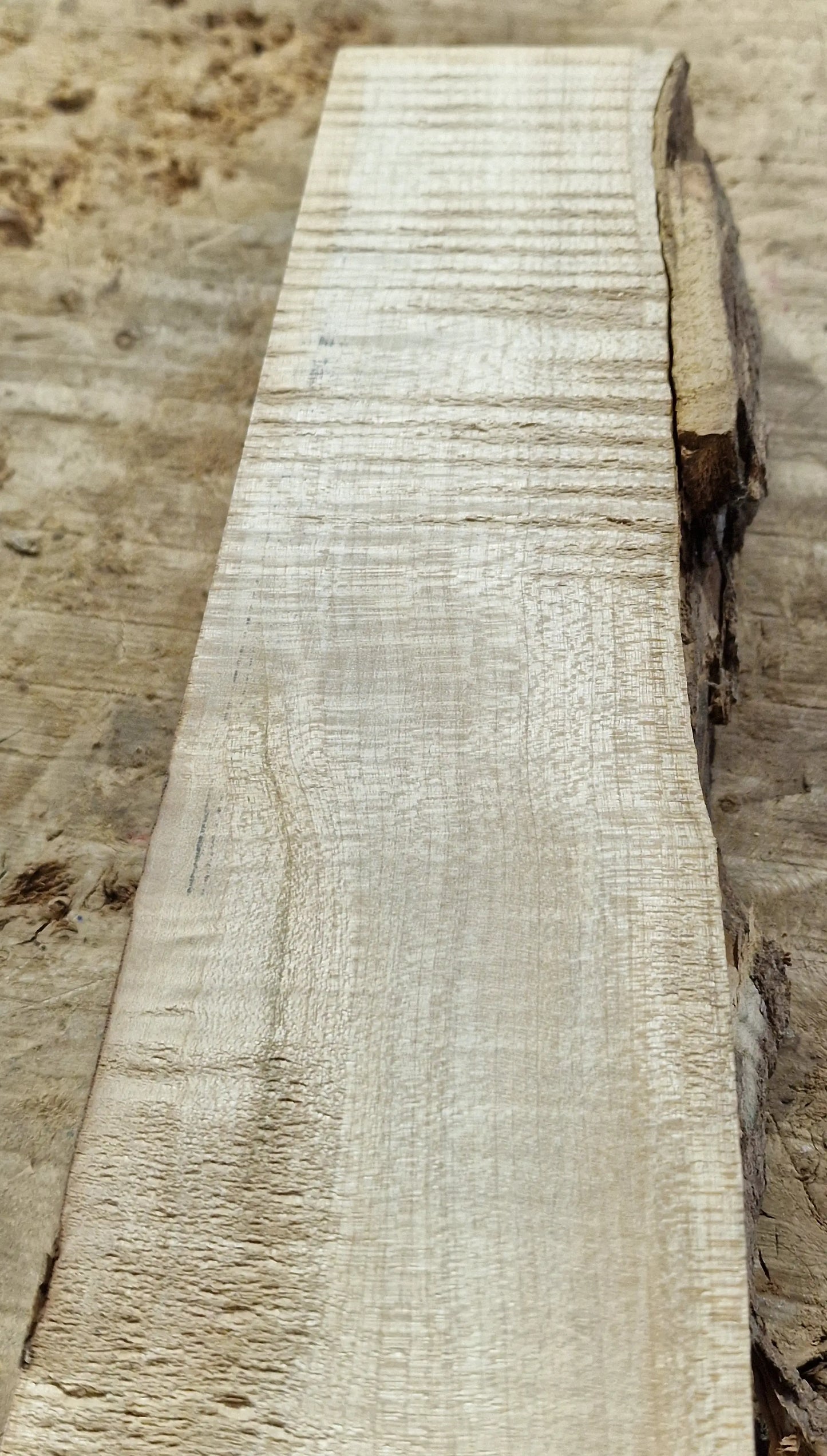 Drechselholz Riegelahorn 290424-2