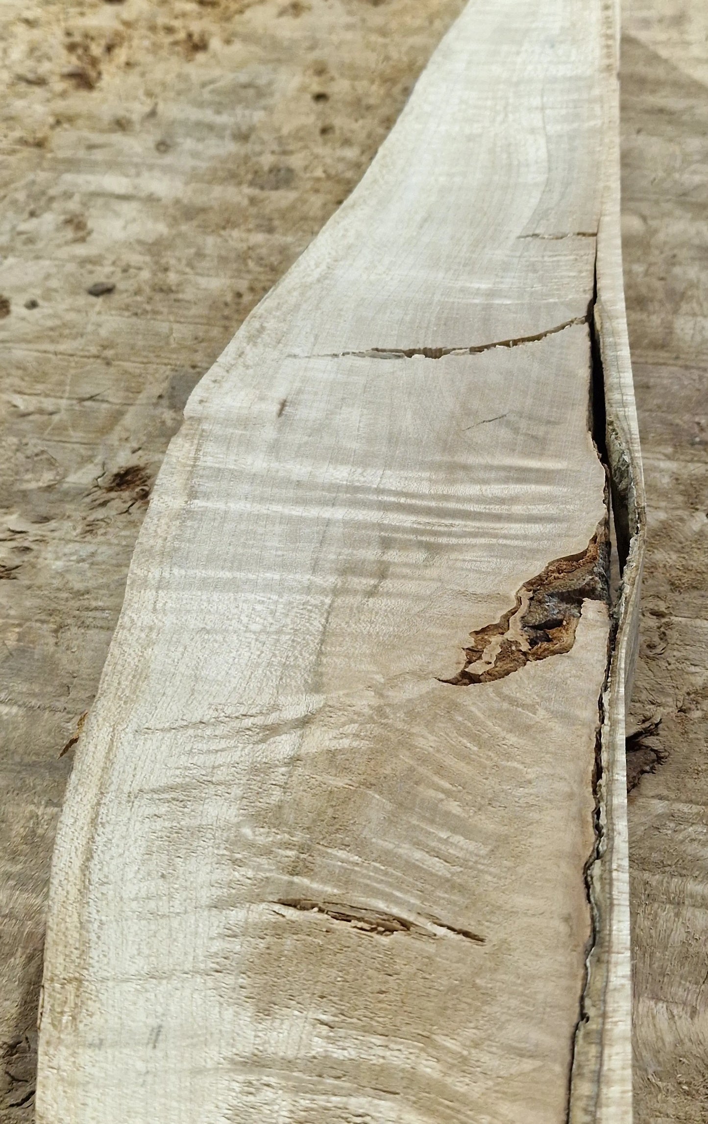Drechselholz Riegelahorn 290424-4