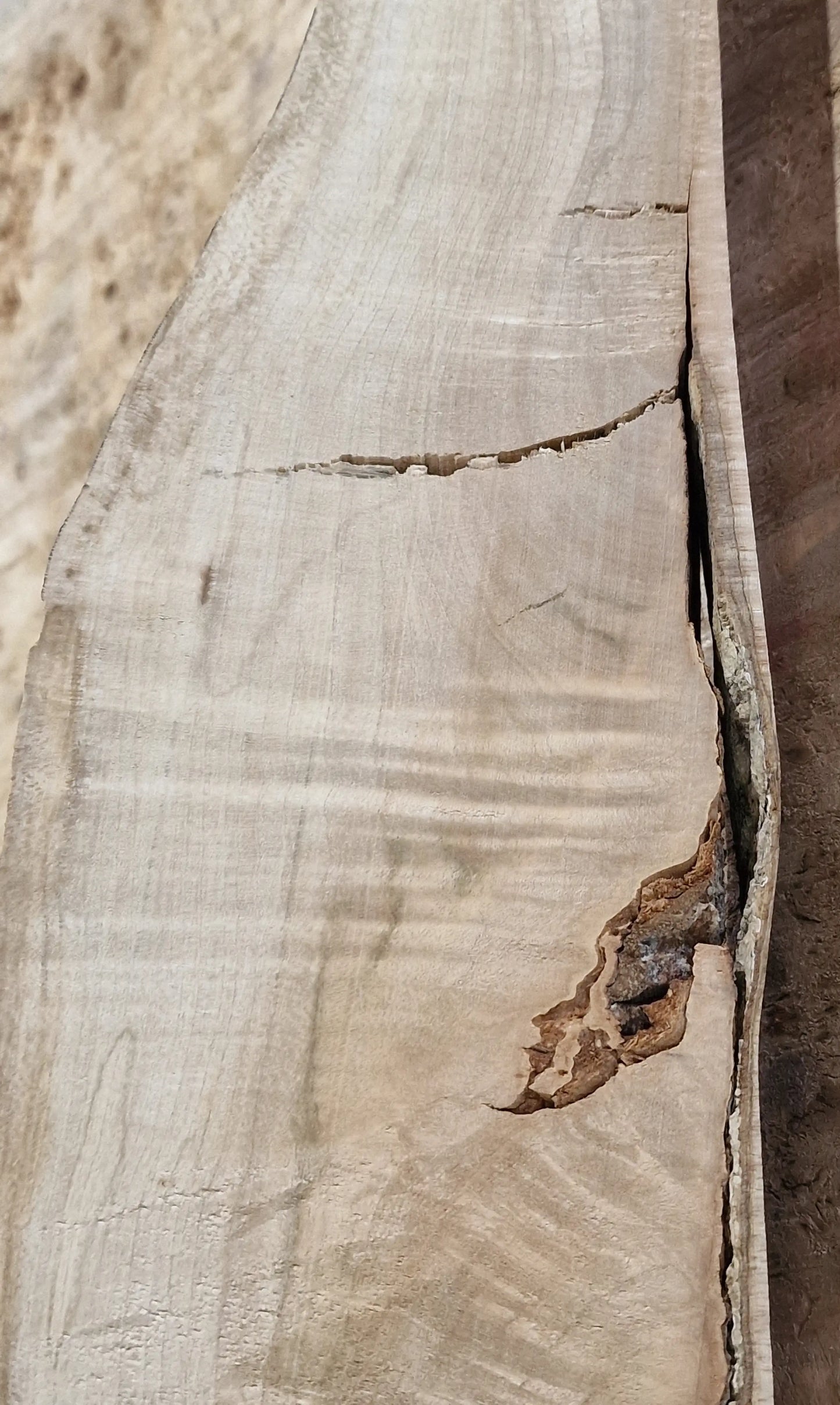 Drechselholz Riegelahorn 290424-4