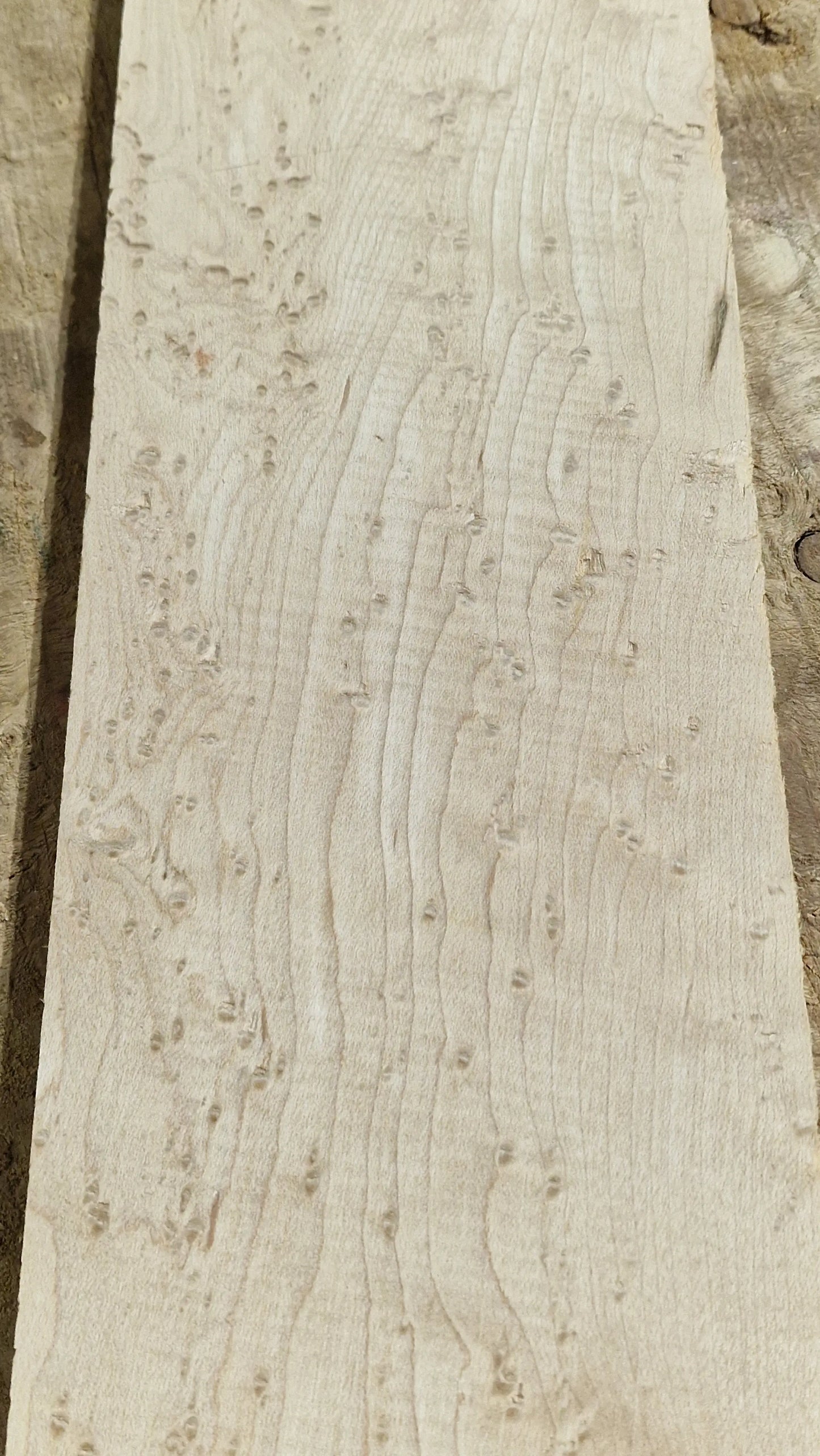 Griffbrett Birds Eye Maple 230226
