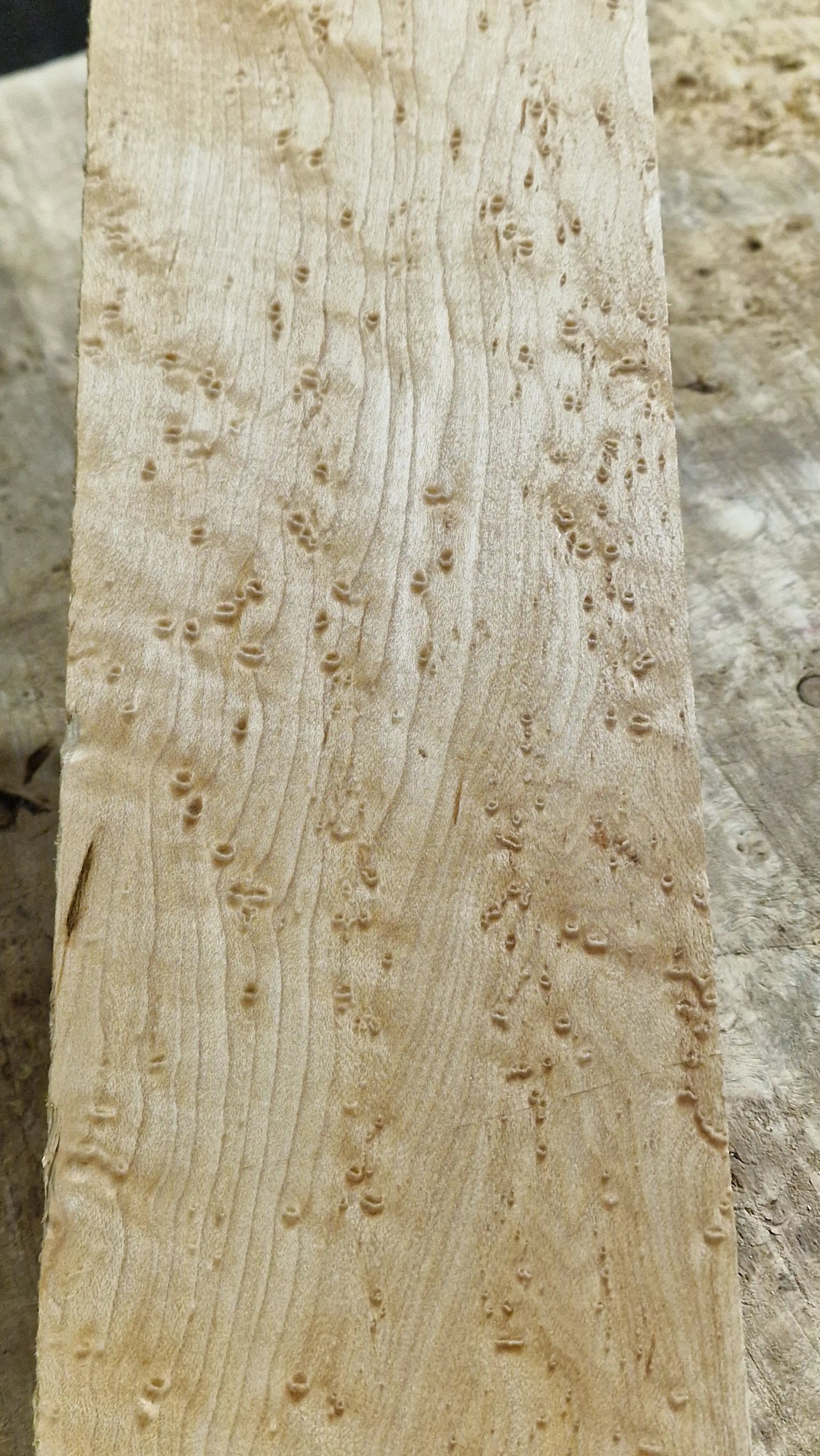 Griffbrett Birds Eye Maple 230226