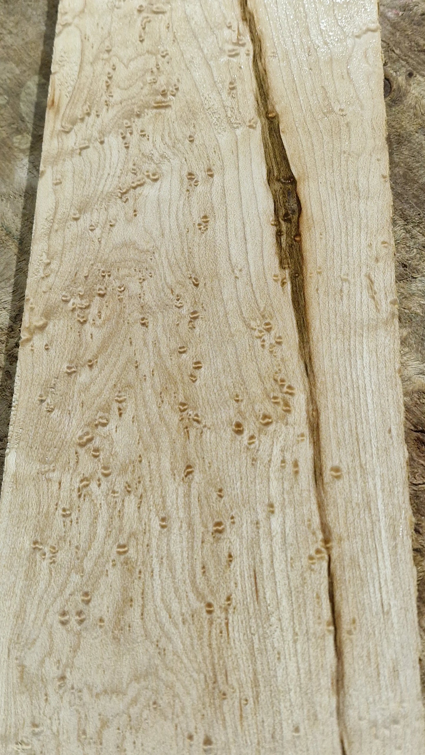 Griffbrett Birds Eye Maple 230226