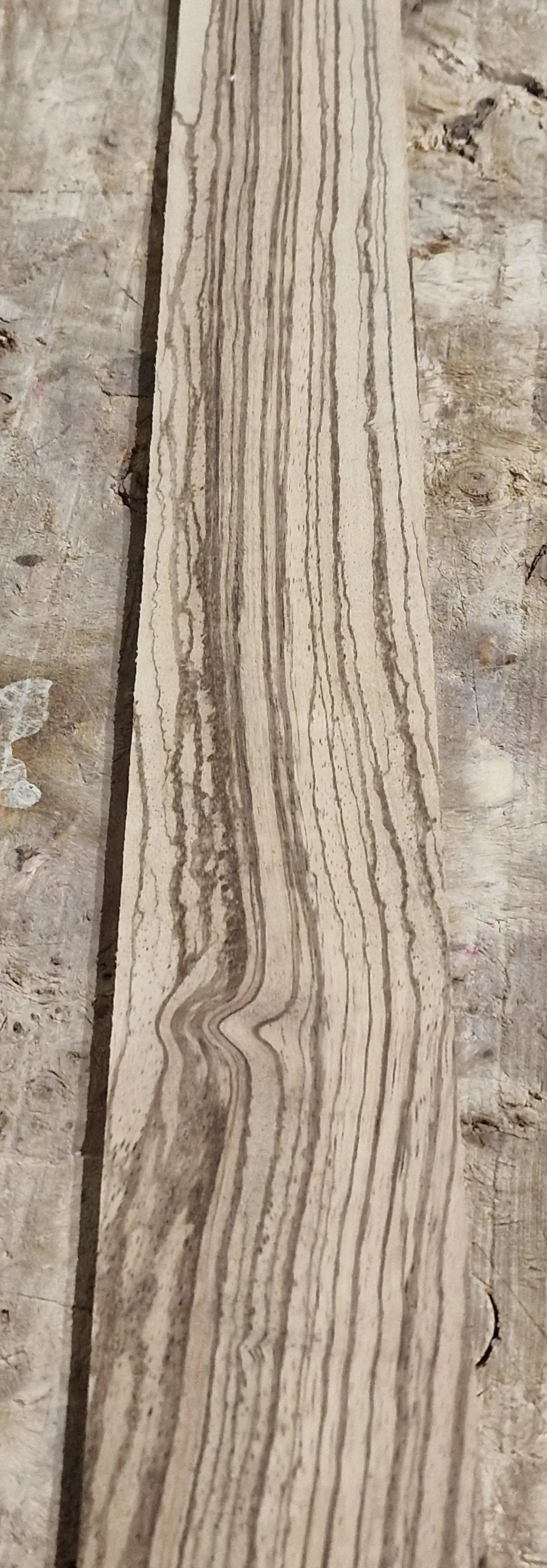 Griffbrett Zebrano 271025-2